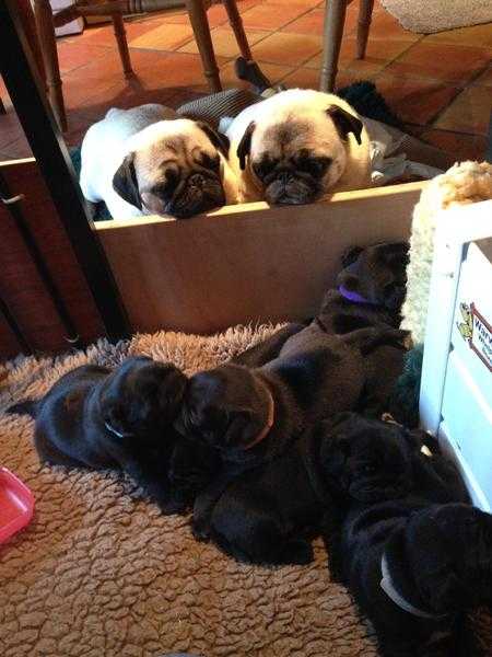 pure black pug puppies