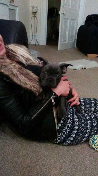 Pure blue French bulldog .Kc reg.excellent pedigree.short stocky and perfect
