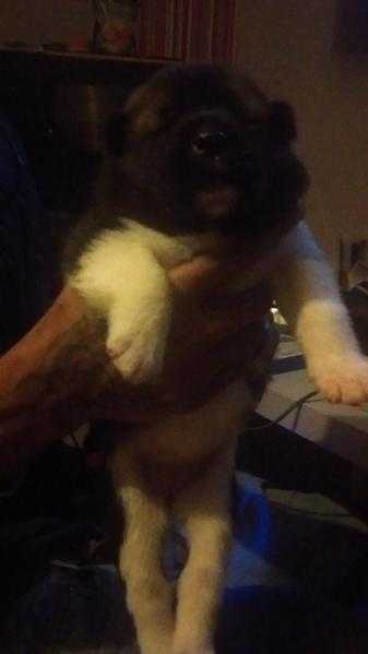 pure bred akita pups