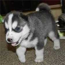 Pure Bred Full Pedigree Siberian Husky Pups