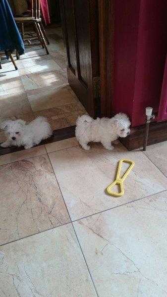 Pure bred Maltese puppies