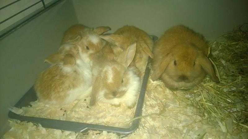 pure bred mini lop dward baby rabbits,   well handled and used to children,   hutch, cage, run etc