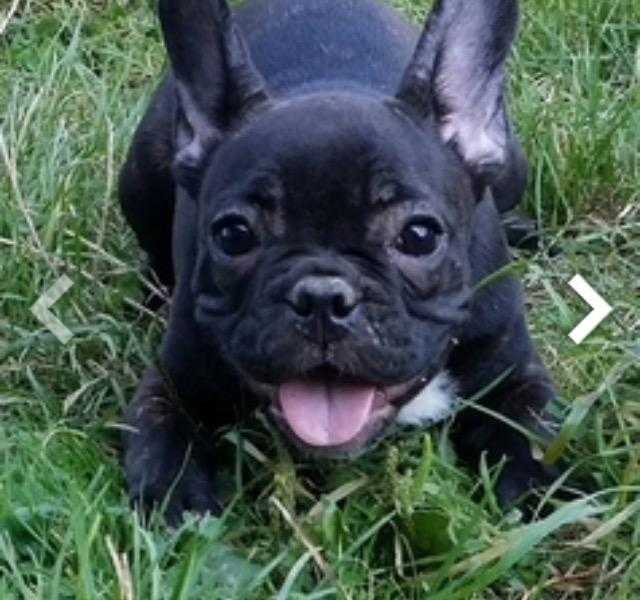 Pure breed chocolate carrier French bulldog