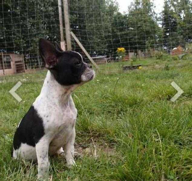 Pure breed French bulldog