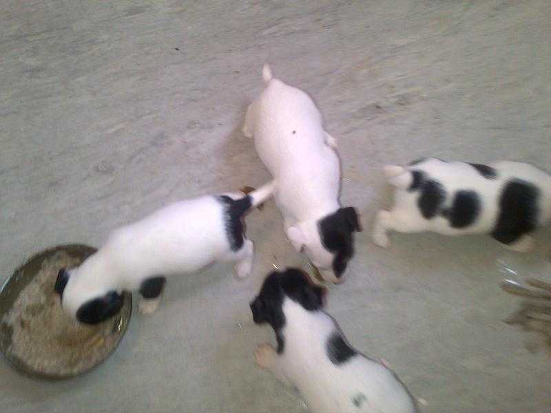 Pure breed miniature Jack Russell puppys