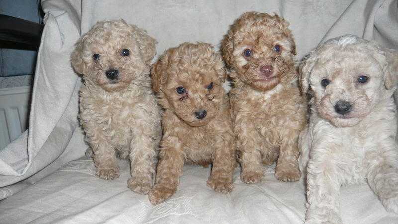 Pure breed Poodle Puppies