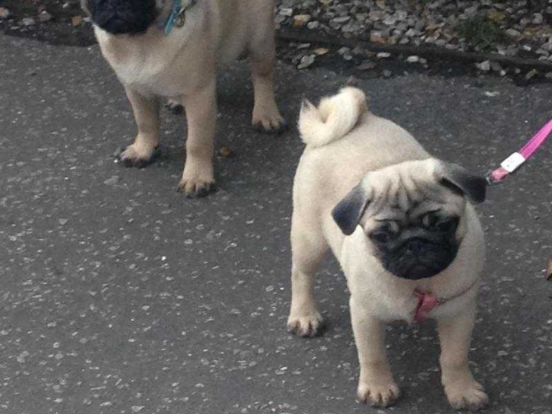 PURE BREED PUG PUPPIES AVAILABLE 2 masked fawn boys 5 masked fawn girls ready now ...