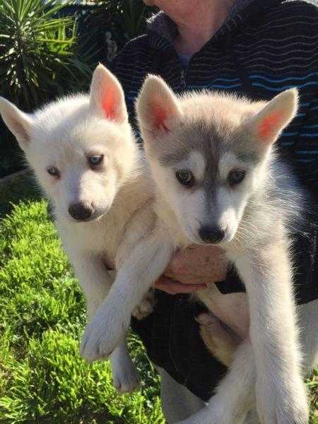 Pure breed Siberian husky puppy039s ready for new homes