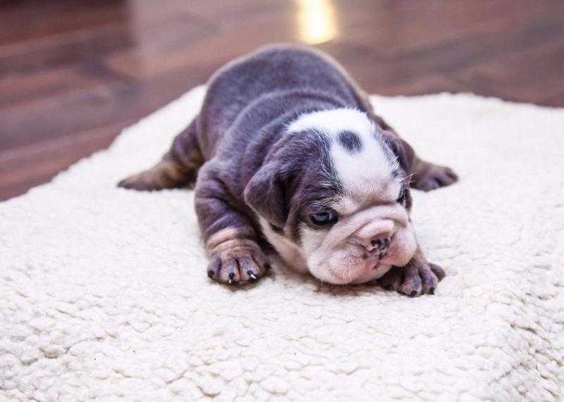 Pure British Bulldog English Bulldog Puppies Chunky KC Reg