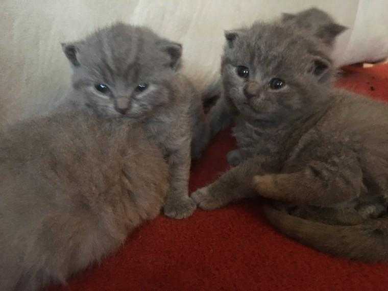 Pure Class British Short Hair Blue Kittens