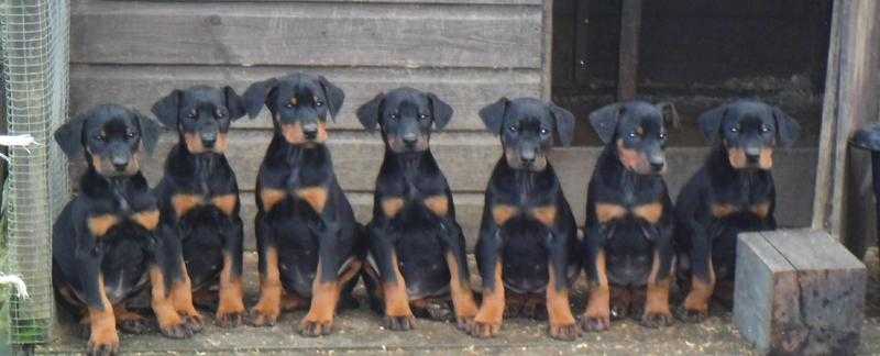 Pure Doberman puppies