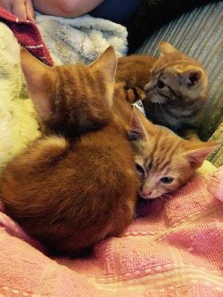 Pure Ginger Kittens