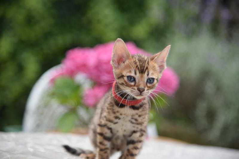 Pure Pedigreed Bengal Kittens Reserve NOW Luton