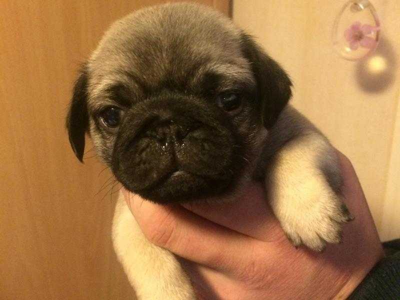 pure pug pups ready 14 march