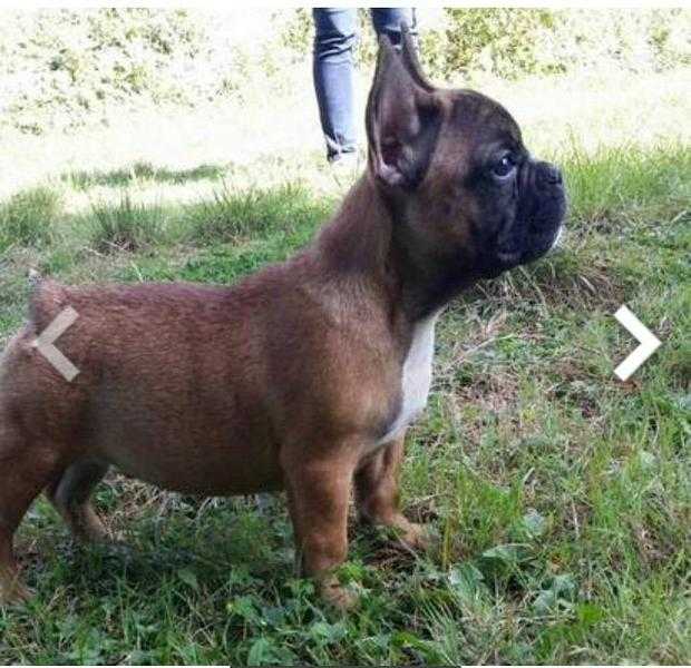 Pure red Frenchie puppy