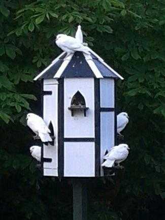 Pure White Doves