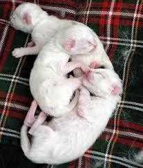 Pure white kittens