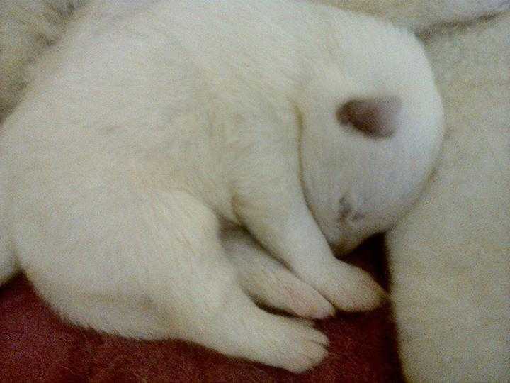 Pure white Siberian husky pups