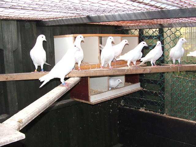 Pure white straight tailed doves