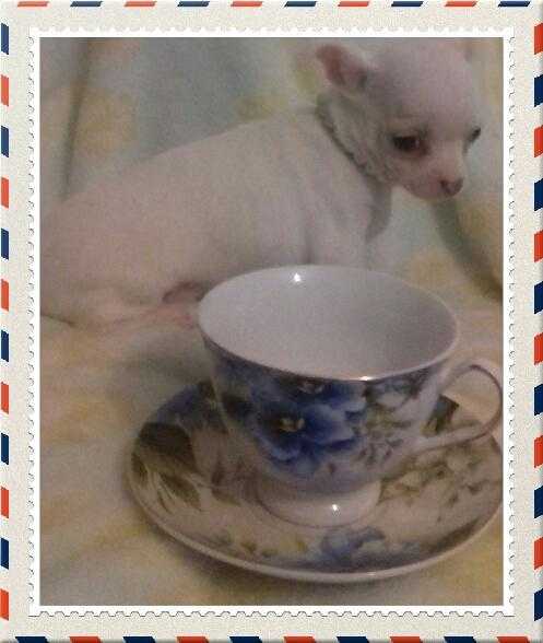 Pure white t cup chihuahuas for sale