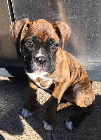 Purebred Brindle Female Boxer Puppy