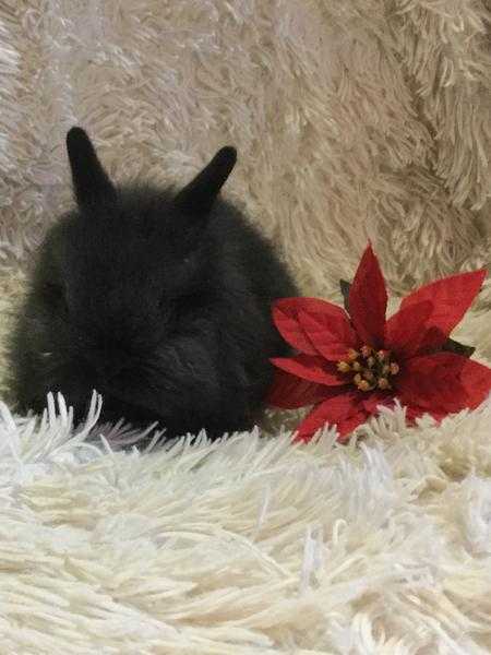 Purebred Lionhead Babies 1 Boy Left