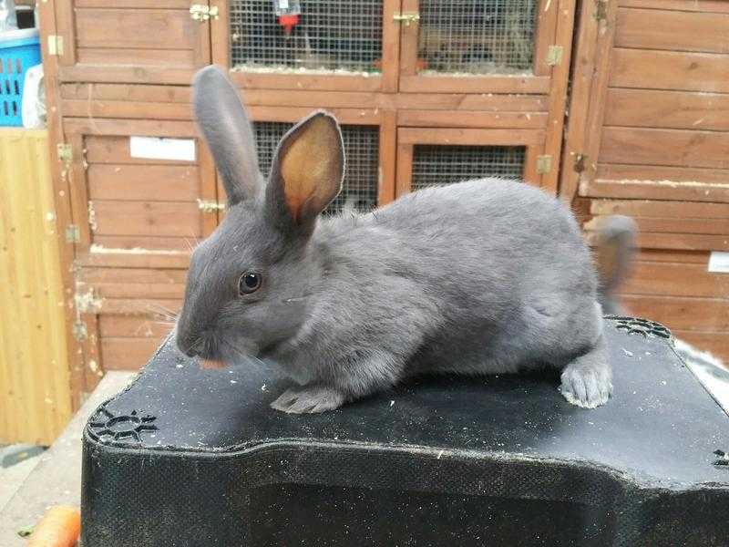 Purebred vaccinated baby English rabbit ready now
