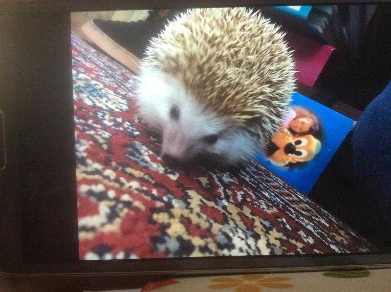 Pygmy hedgehog