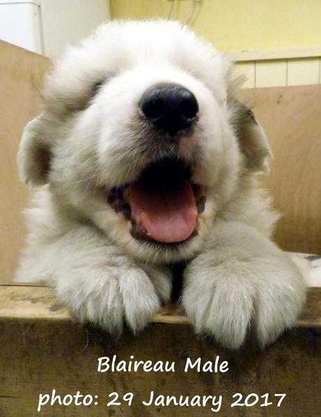 Pyrenean Mountain Dog Puppies for sale
