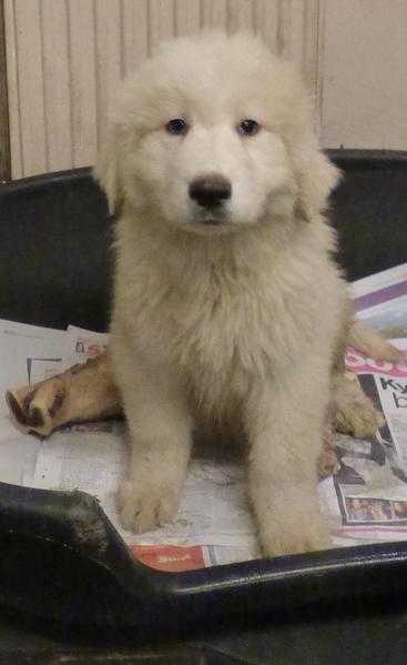 Pyrenean Mountain Dog Puppies for Sale