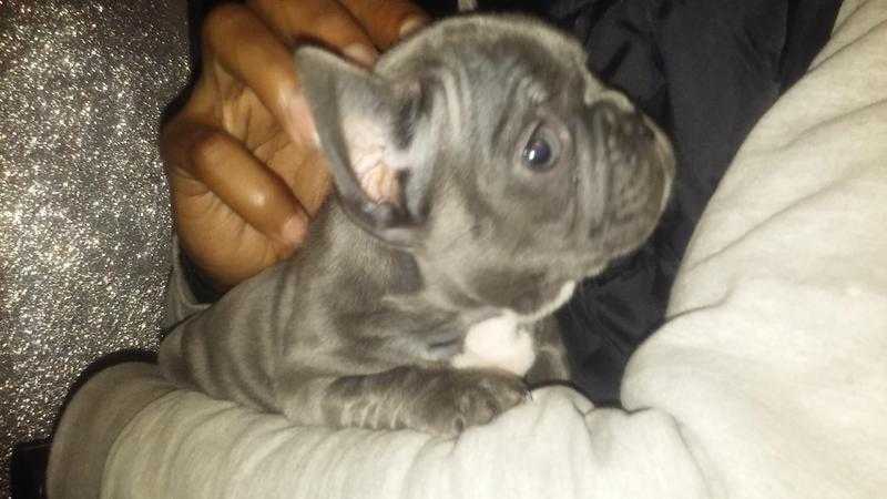 quailty kc reg blue french bulldog puppies