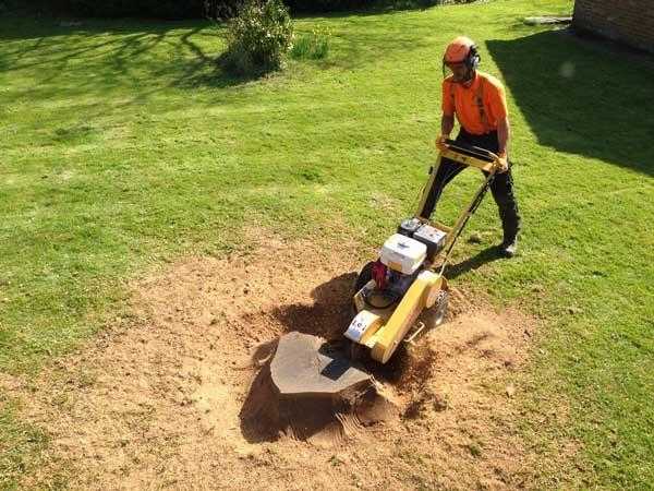 Qualified Arborist amp Tree Surgeon, Complete Service Available Including Stump Grinding amp Chipping