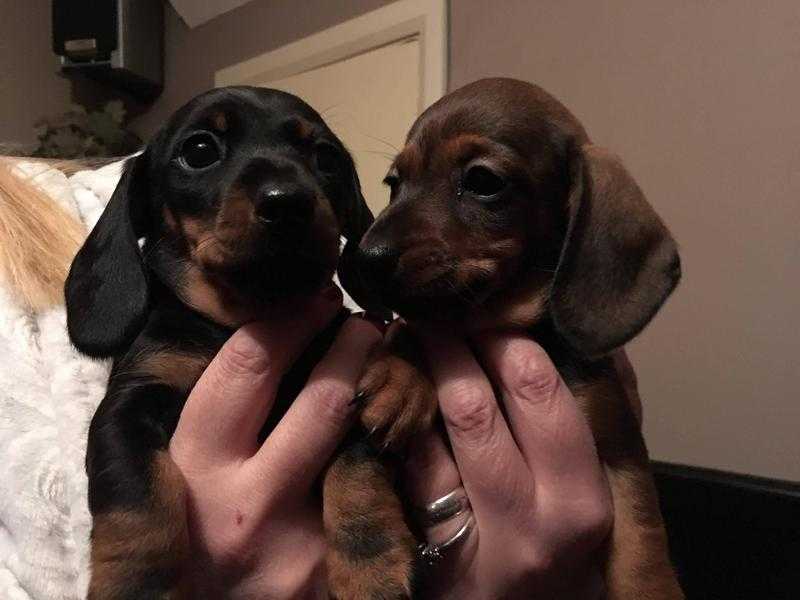 Quality Bred Miniature Dachshund Puppies