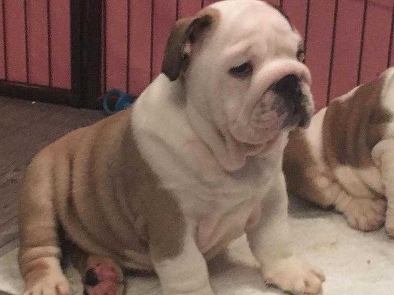 Quality bulldog pups