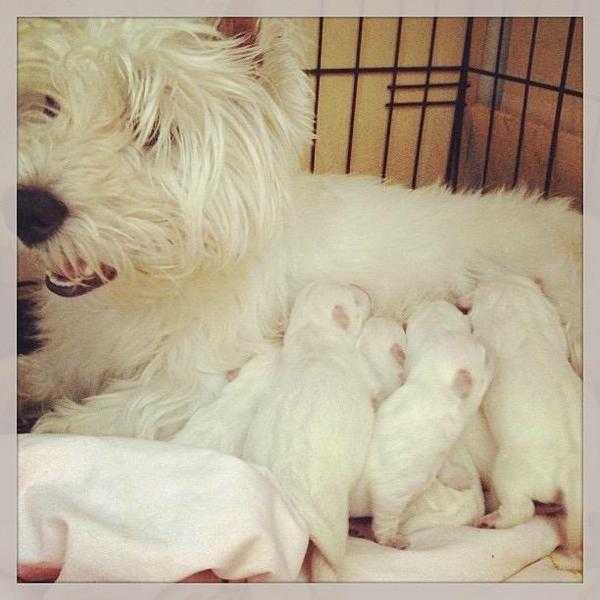 QUALITY CHAMPION LINE  WEST HIGHLAND TERRIER PUPPIES