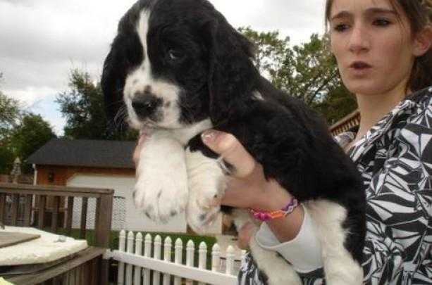 Quality English Springer Spaniel Puppies For sale