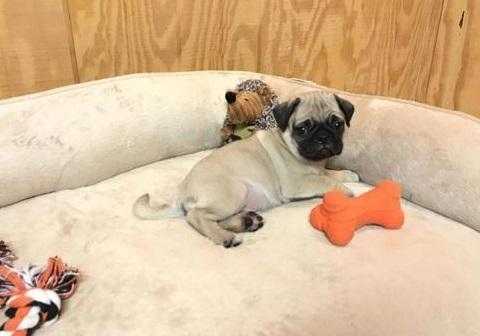 Quality Female Pugs For Sale (mother amp Daughter)