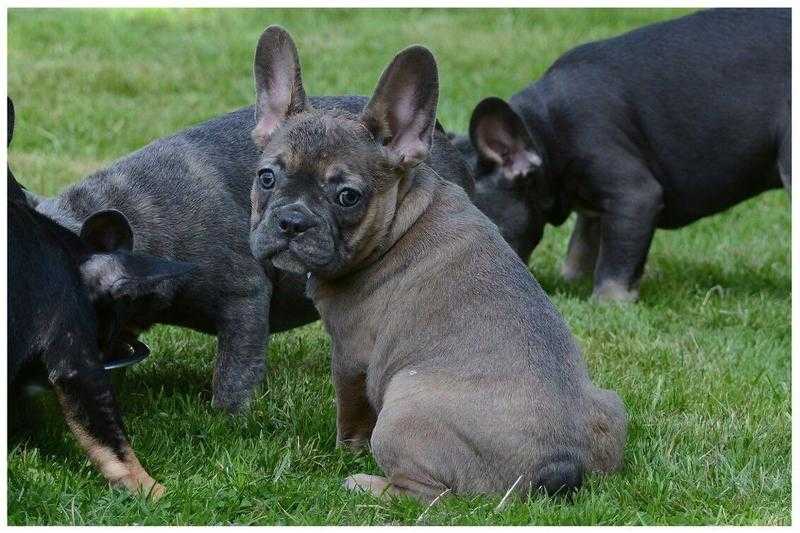 Quality French bulldog puppies for sale