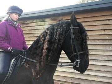 Quality Friesian 3yr old filly