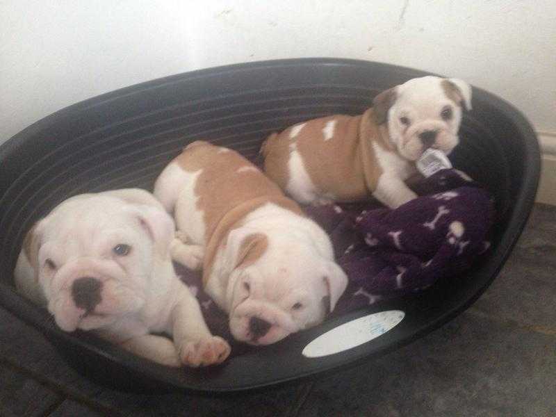 Quality Kc English Bulldog Puppies for sale