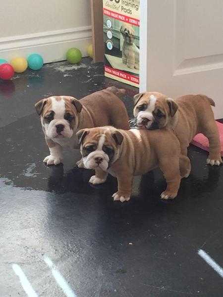 Quality Kc English Bulldog Puppies for sale