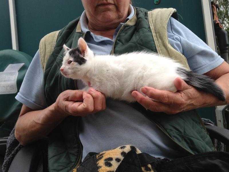 Quality kittens.,white with black markings, one boy, two girls, 8 weeks old.