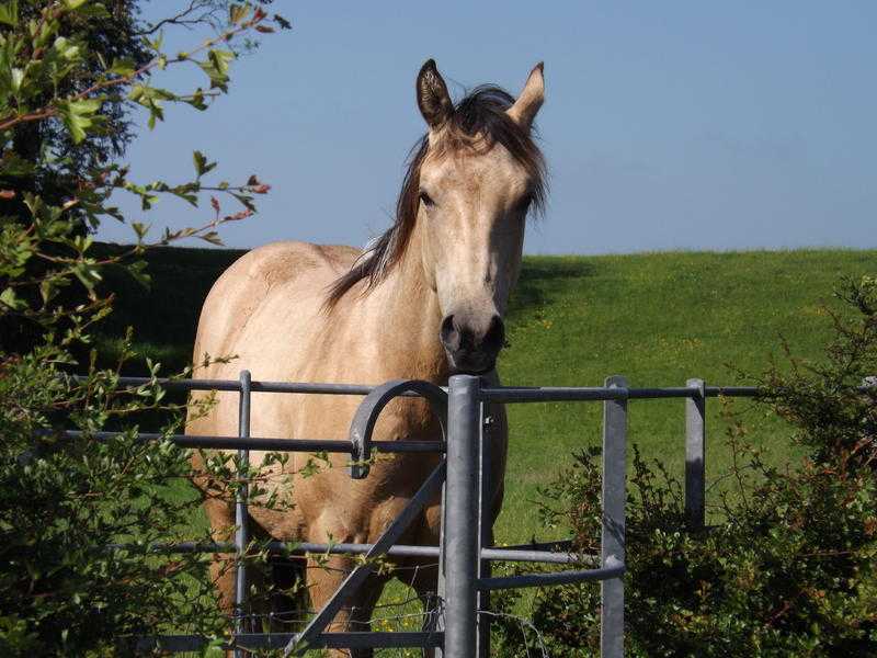 Quarter Horse Mare