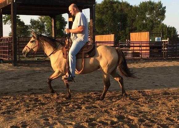 Quarter mare horse for adoption to a good home.