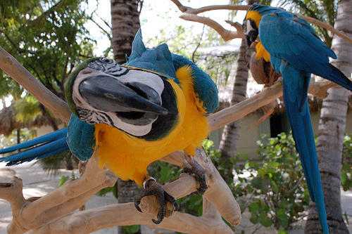 QUICK SALE Blue and Gold Macaw With Cage For sale.