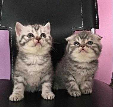 quot12 weks M F Re-homing raide Scottish Fold kittens for adoption