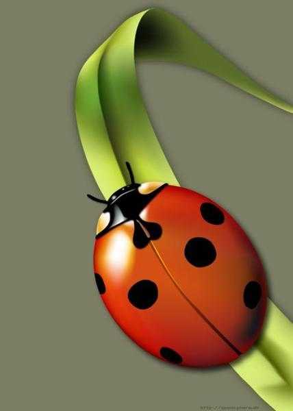 quotLadybird Garden Design and Maintenancequot