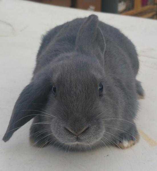 Rabbit for sale- Dusty