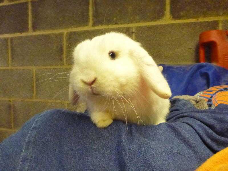 Rabbit re-homing