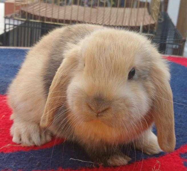 Rabbit ready for sale - Coco